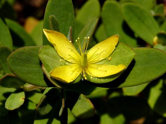 {Hypericum stragulum}